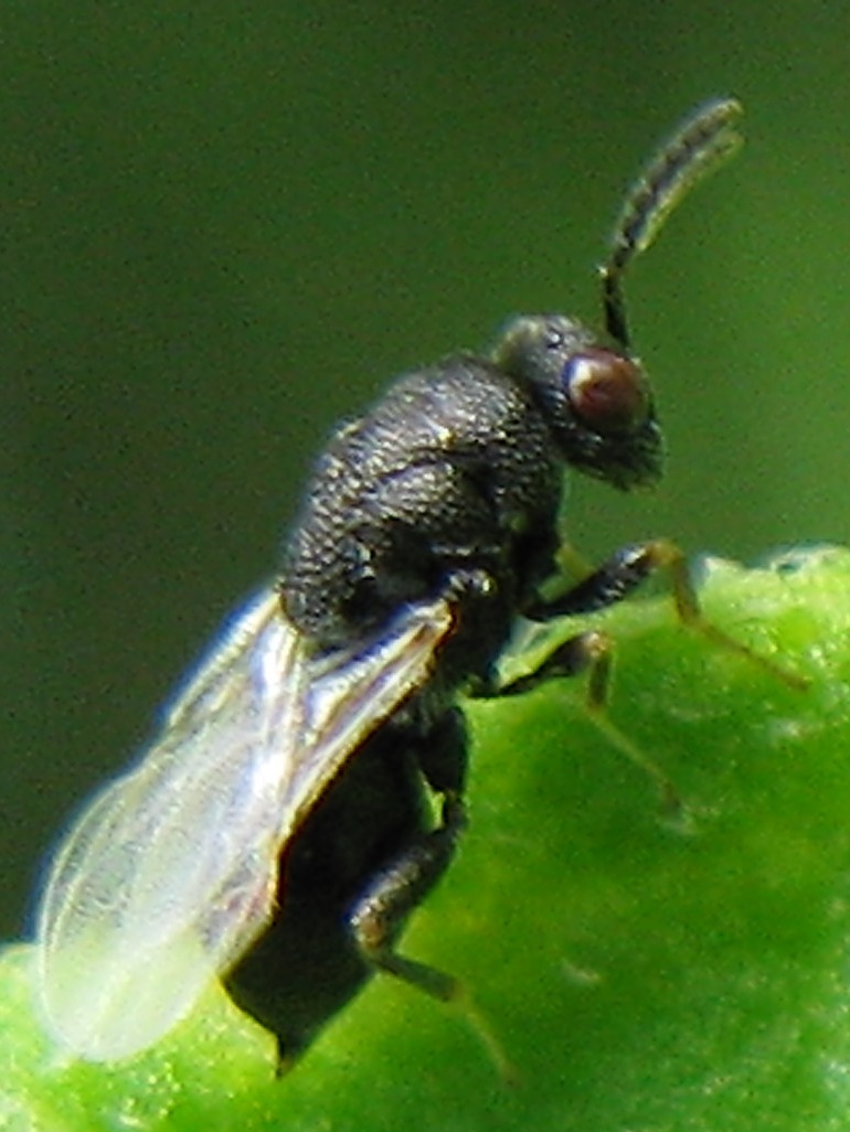 antenne piumose (piccolo Chalcidoideo)